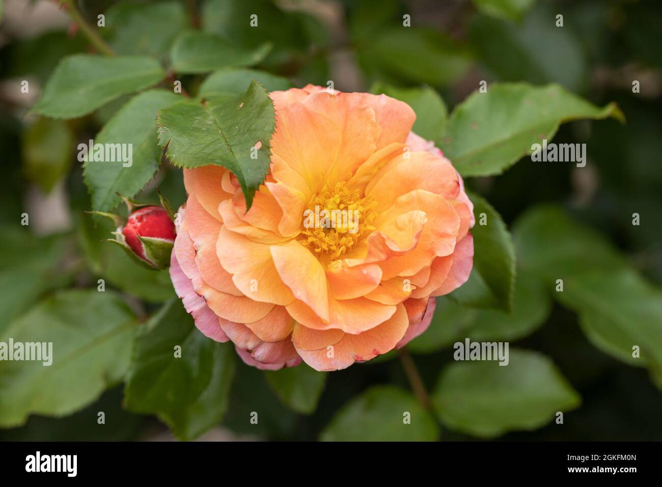Close up of a beautiful rose with pink / orange petals called Rosa Marie Curie. A floribunda rose flowering in the UK Stock Photo