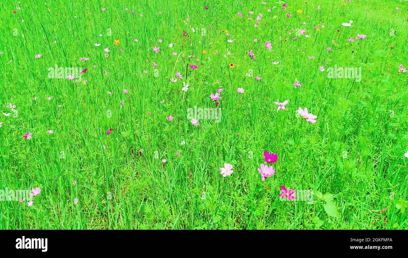 View of a field with natural wild flowers in Tennessee Stock Photo