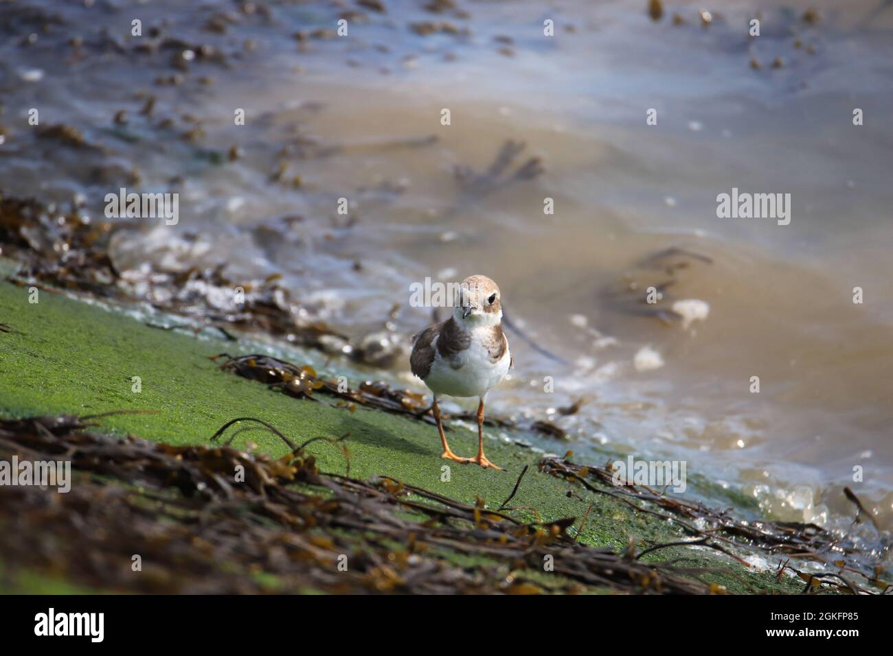 Common ringed plover or ringed plover near the water Stock Photo