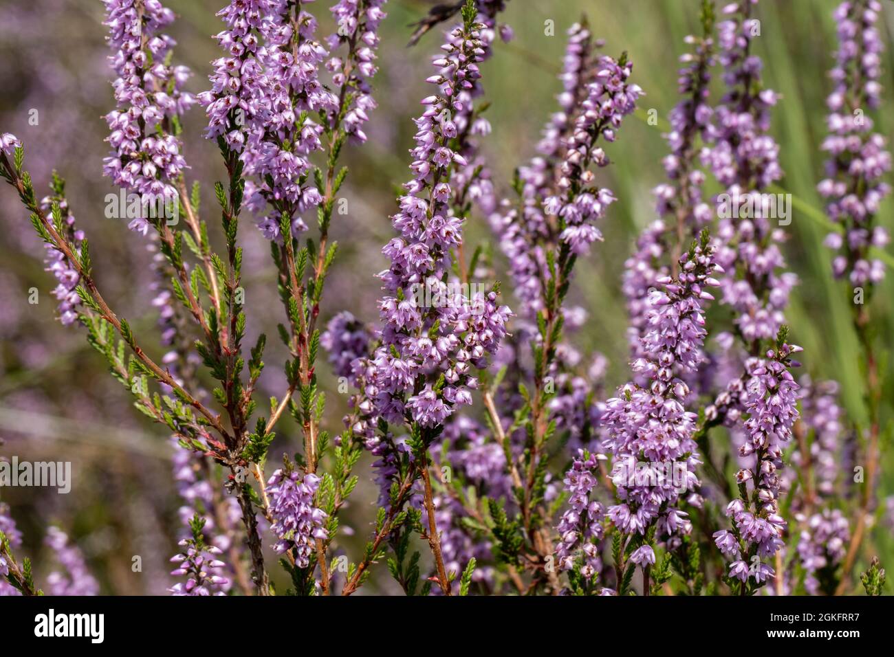 Purple blooming heath in natural setting Stock Photo
