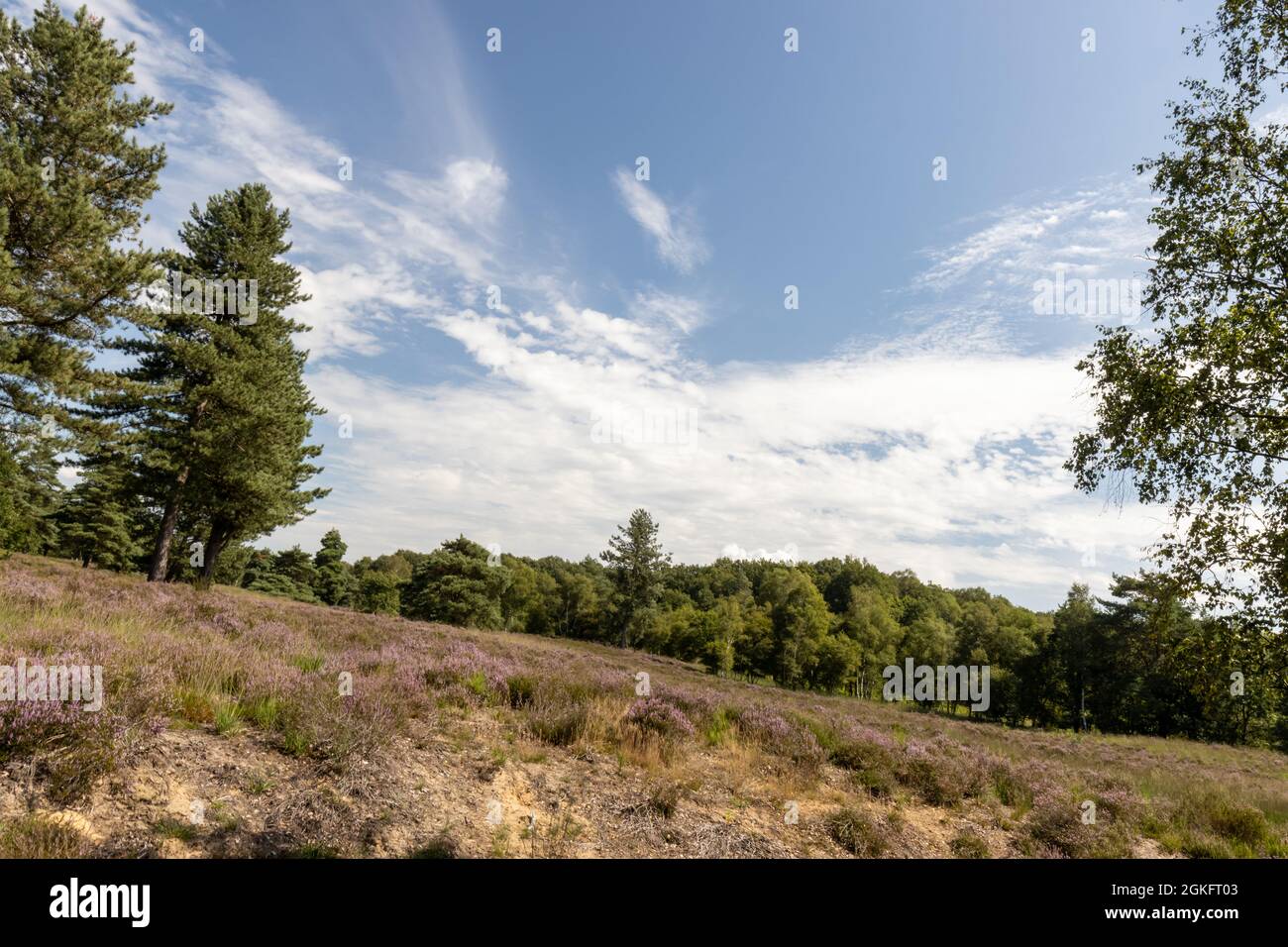 Heath and pine landscape in The Netherlands Stock Photo