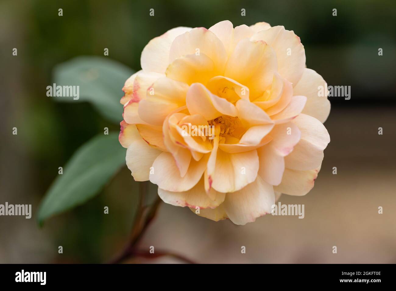 Close up of a beautiful rambling rose called The Lady of the Lake Rosa by  David Austin flowering in the UK Stock Photo - Alamy