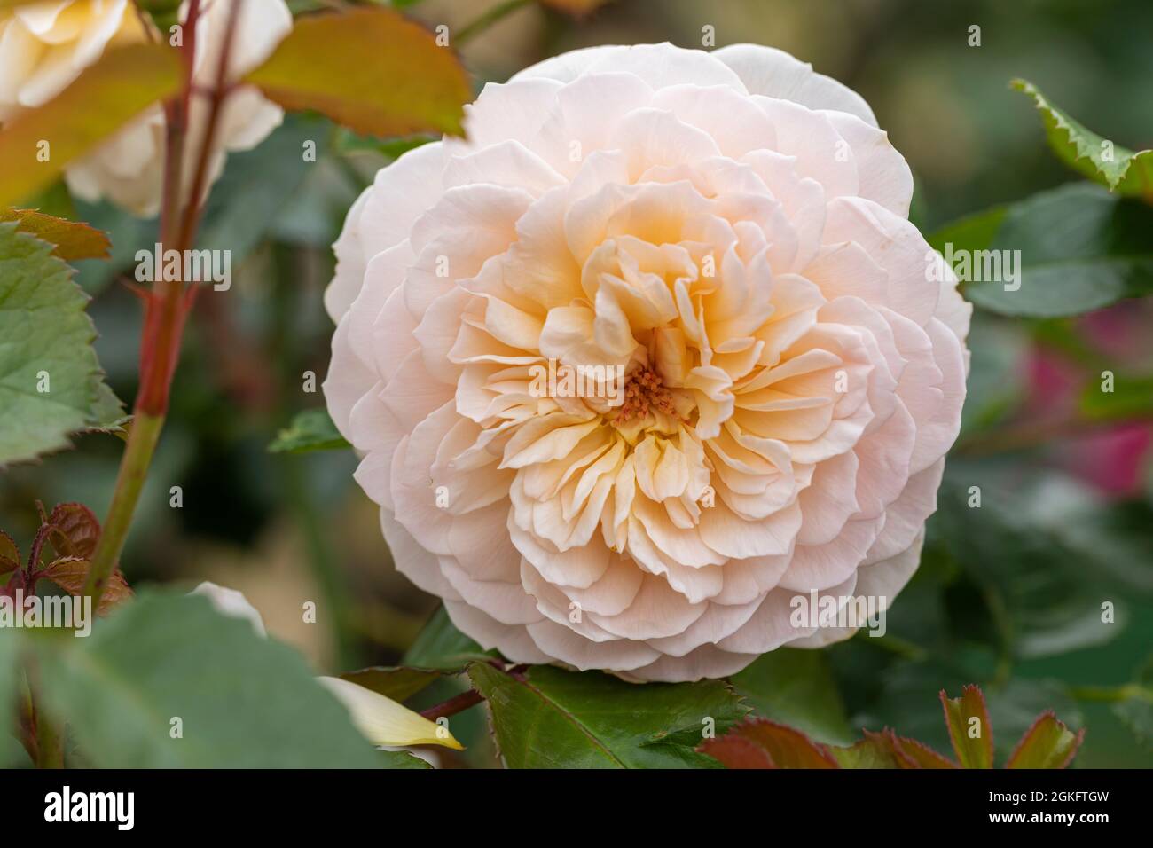 A David Austin rose called Rosa Emily Bronte. A soft pink English shrub