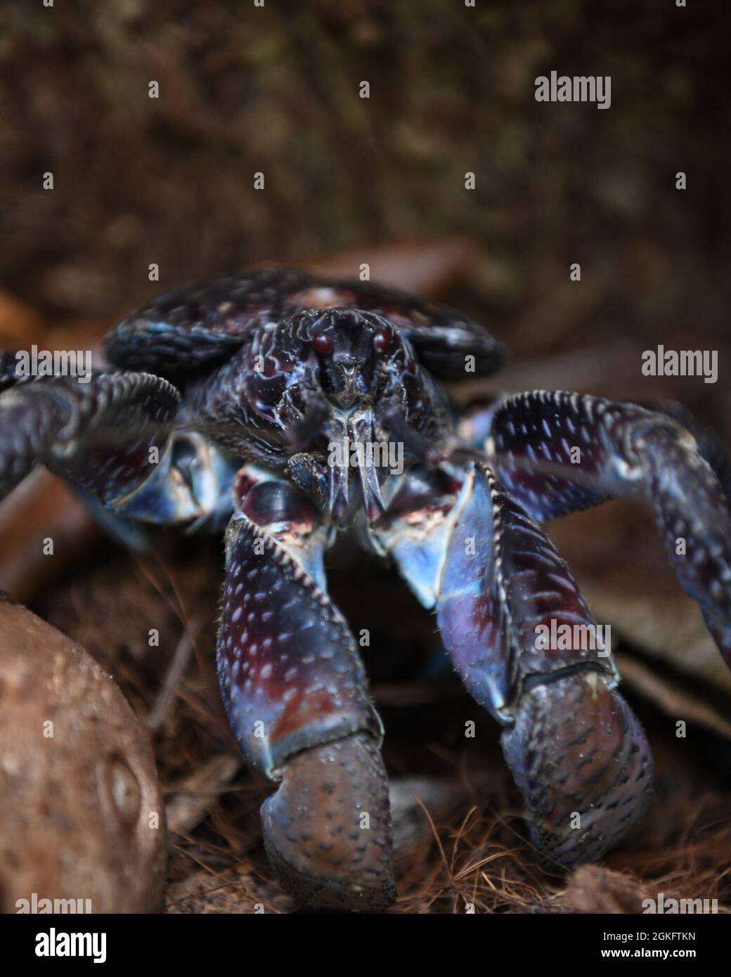 DIEGO GARCIA, British Indian Ocean Territory (April 11, 2021) – A coconut crab is photographed during the Bataan Memorial March April 11, 2021. U.S. and U.K. Service members participated in an 11 mile march along the beaches and through the jungles of Diego Garcia to commemorate the Bataan Death March that took place in the Philippines in April 1942 where 76,000 prisoners of war consisting of 66,000 Filipinos and 10,000 Americans were forced to walk 66 miles. Stock Photo