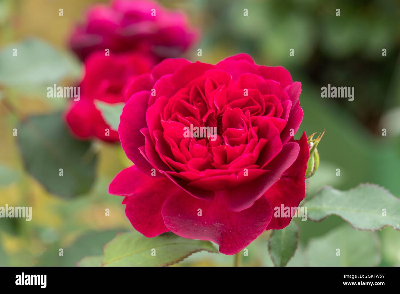 Close up of a crimson red rose called Rosa Darcey Bussell flowering in a UK garden. A beautiful David Austin rose bloom. Stock Photo