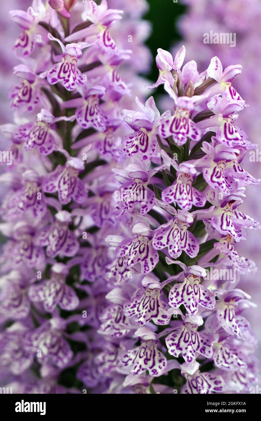 Baltic Spotted Orchid, Baltisches Knabenkraut, Dactylorhiza baltica, ujjaskosbor, Europe Stock Photo