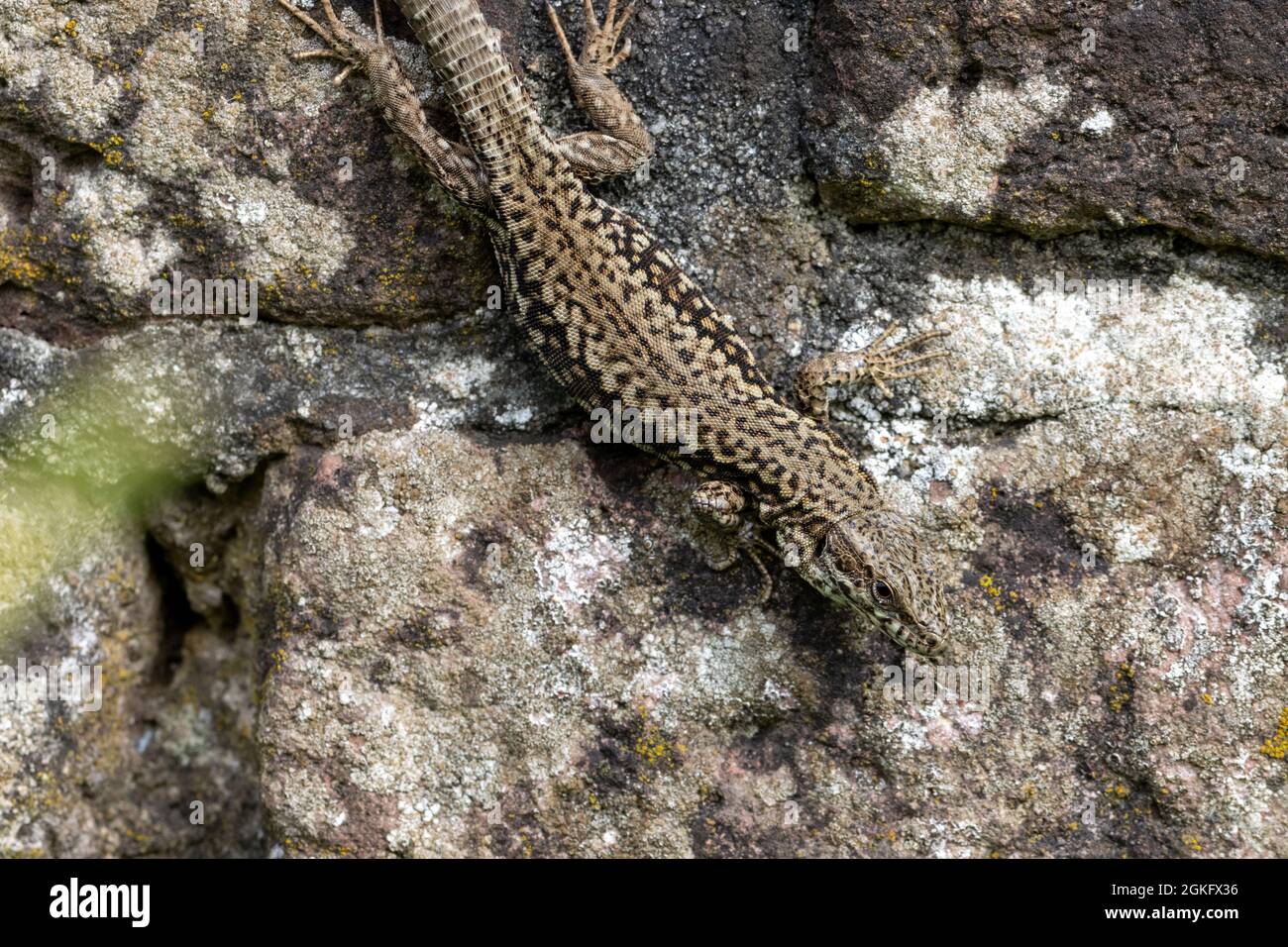 Single Wall Lizard on rocky wall in natural setting Stock Photo