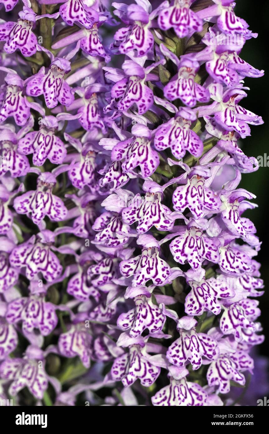 Baltic Spotted Orchid, Baltisches Knabenkraut, Dactylorhiza baltica, ujjaskosbor, Europe Stock Photo