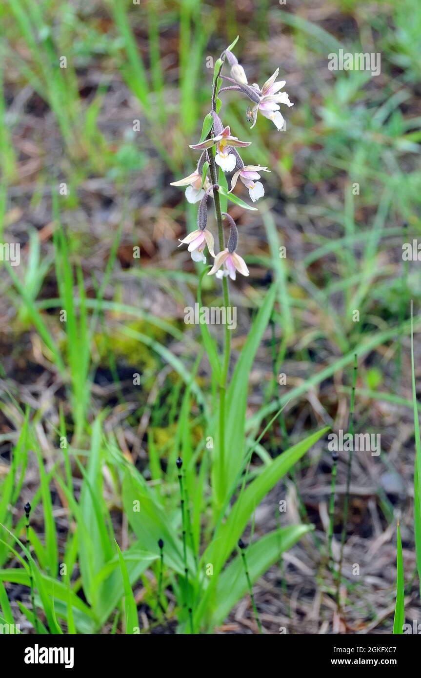 marsh helleborine, Sumpf-Stendelwurz, Epipactis palustris, mocsári nőszőfű, Estonia, Europe Stock Photo