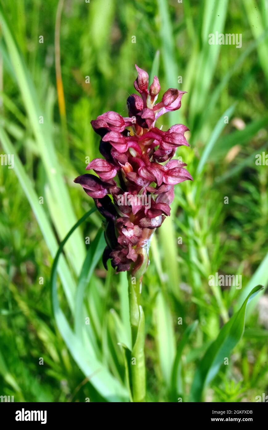 Bug Orchis, Wanzen-Knabenkraut, Orchis coriophora, poloskaszagú kosbor, Hungary, Magyarország, Europe Stock Photo
