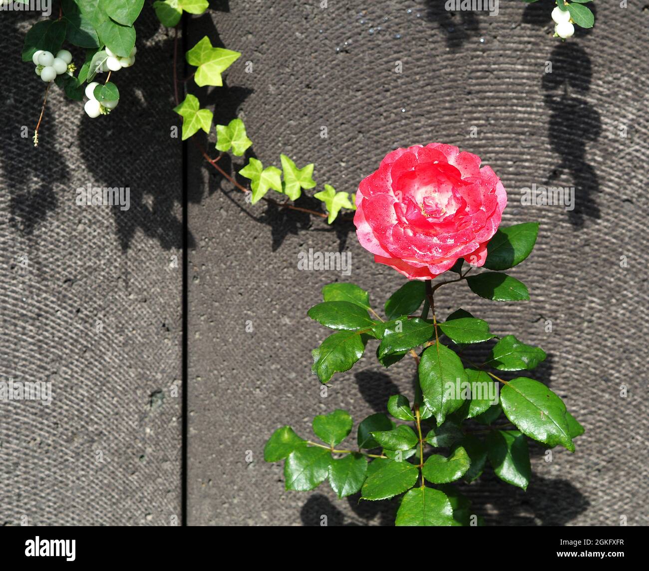 Rosiden rose hi-res stock photography and images - Alamy