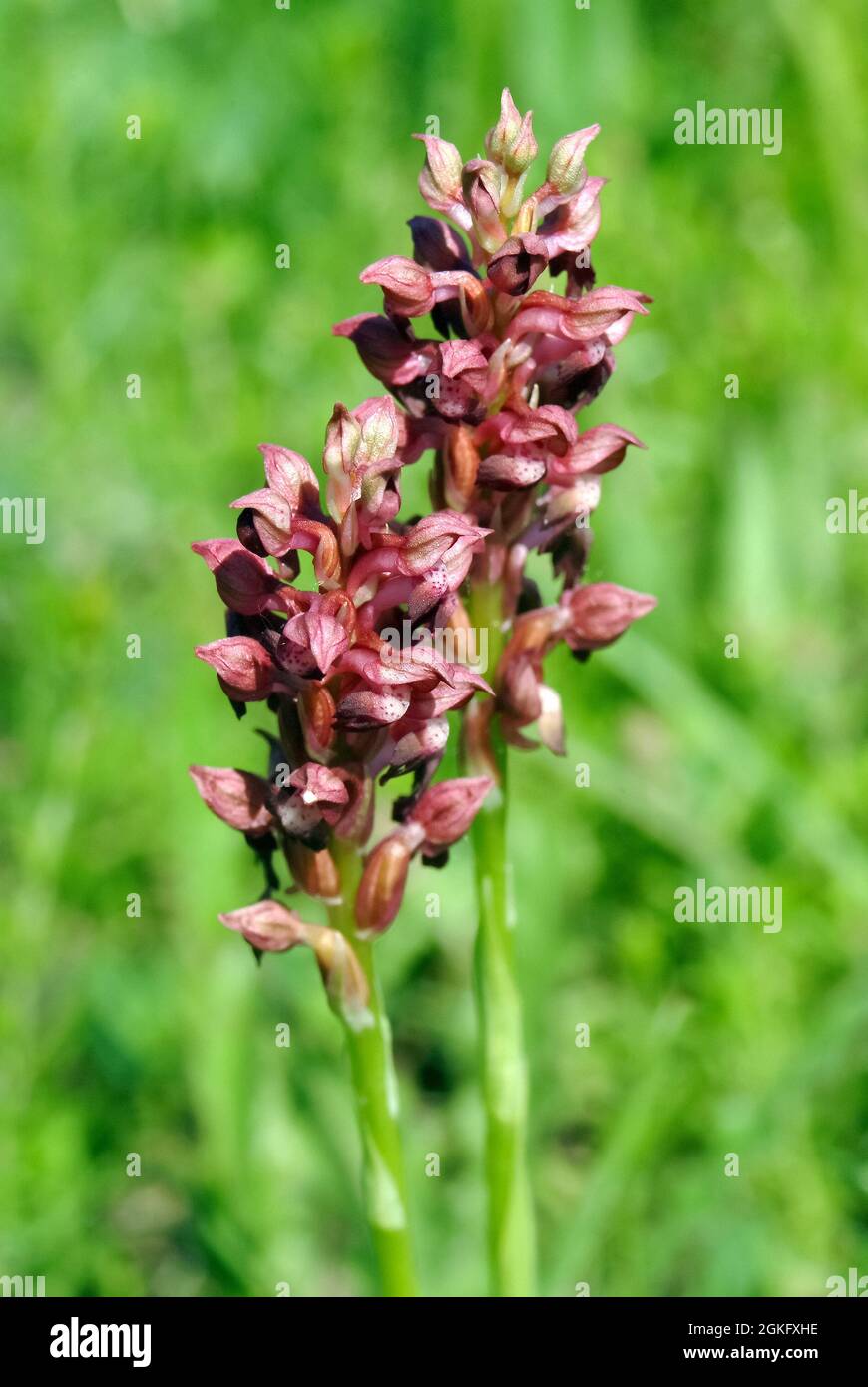 Bug Orchis, Wanzen-Knabenkraut, Orchis coriophora, poloskaszagú kosbor, Hungary, Magyarország, Europe Stock Photo