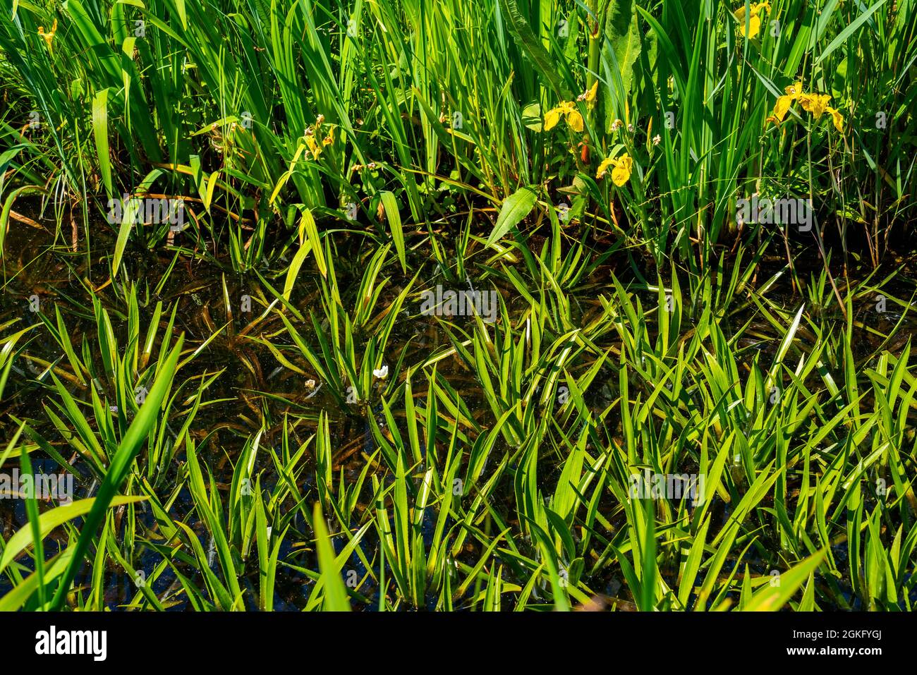 Ditch with Water soldiers (Stratiotes aloides) Stock Photo