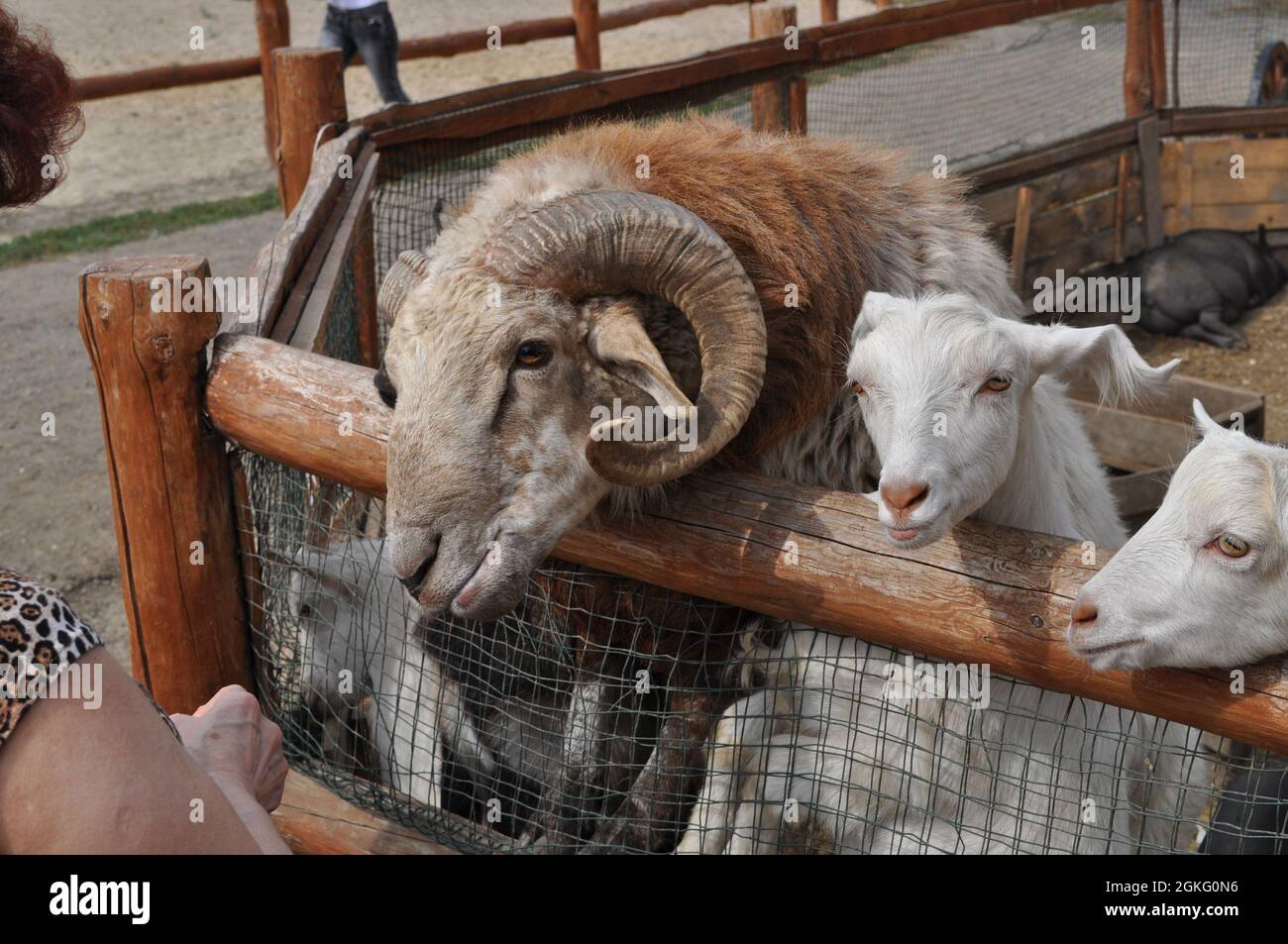 Ram with curved horns, sheep and goats in cattle farm. Countryside