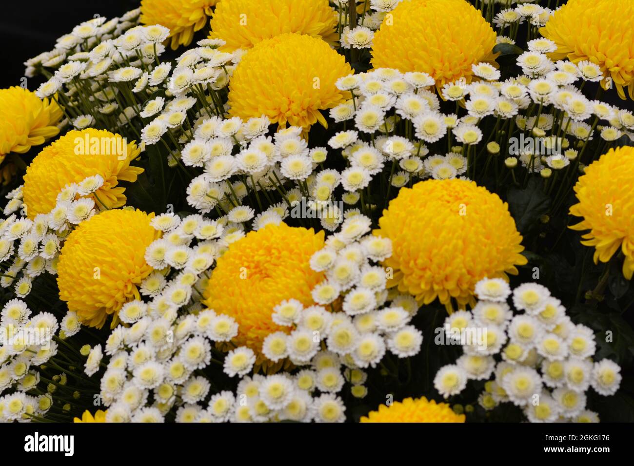 Big, yellow marigolds with small white flowers. Stock Photo
