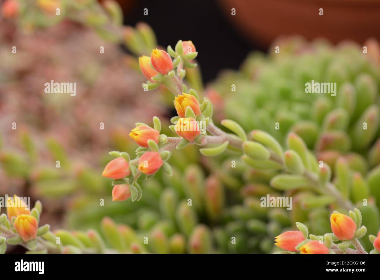 Closeup of blooming succulent flowers with rich red and orange colour. Stock Photo