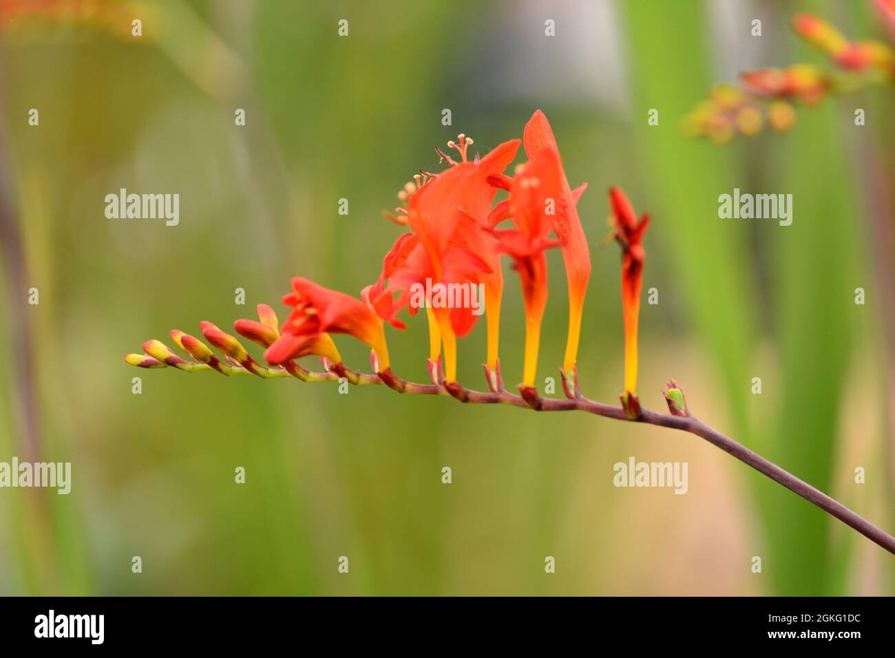 Crocus Red Red crocus spring hi-res stock photography and images - Alamy