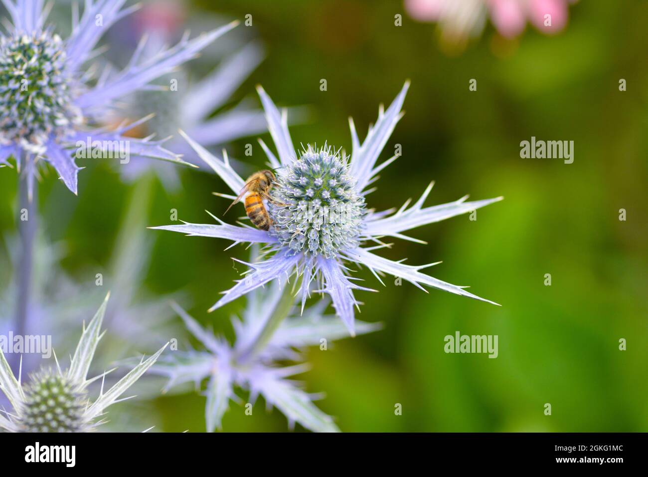 Closeup of curious wasp on blue coloured thistle with a green, garden background. Stock Photo