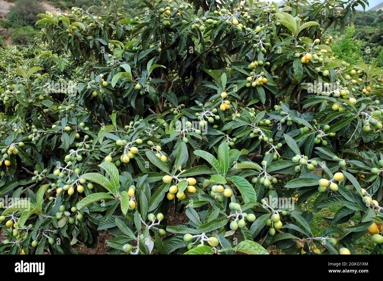 The loquat (Eriobotrya japonica) large evergreen shrub or tree Stock Photo