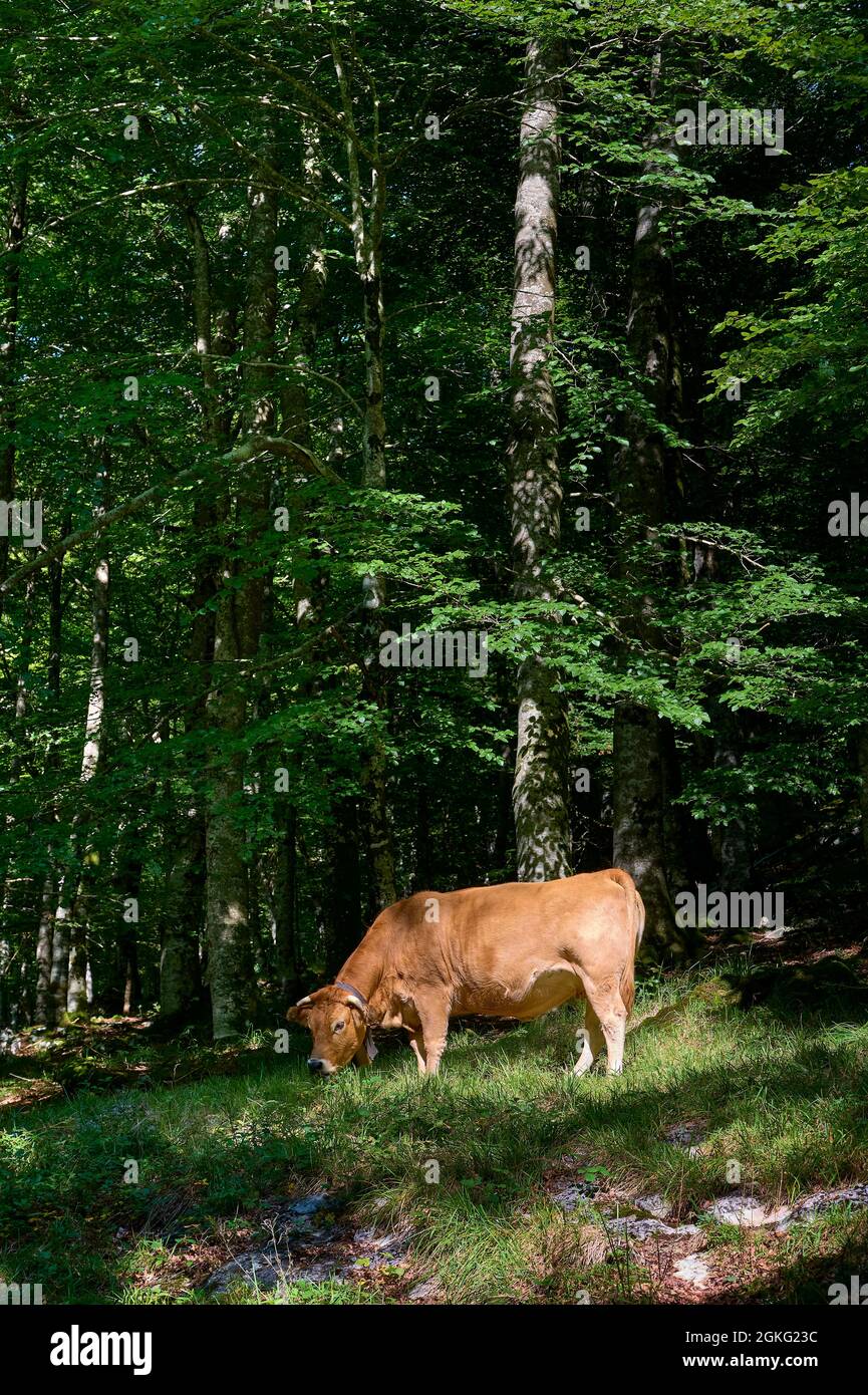 Brown cow grazing in the forest with tall trees Stock Photo - Alamy