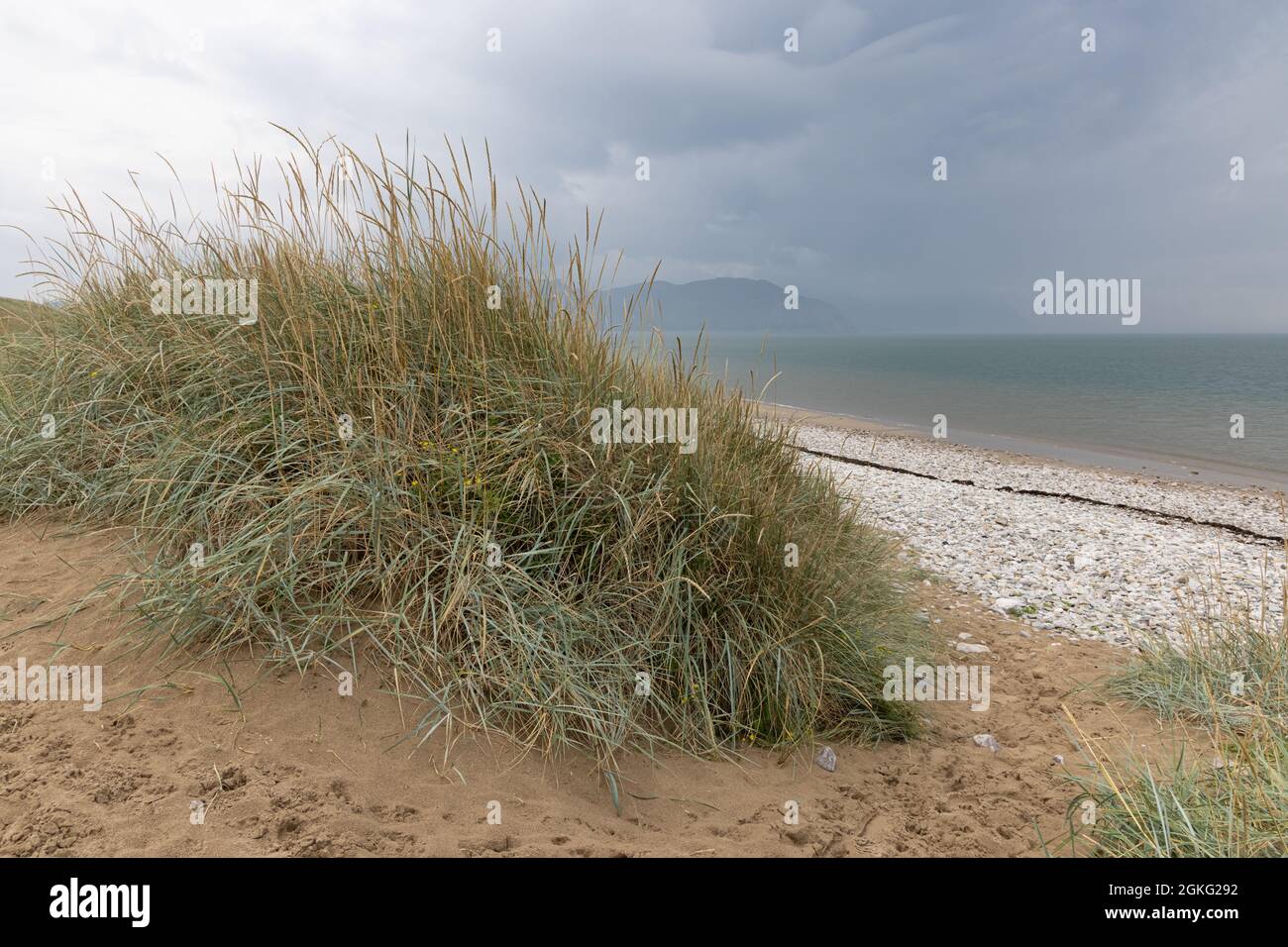 Llandudno, Conwy, UK, September 9th 2021: Under a threatening sky long grass grows on a sand dune by the shingle beach of West Shore, Llandudno. Stock Photo
