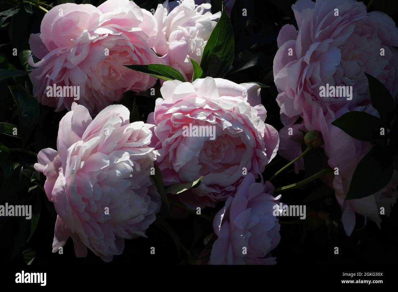Double pink Mrs. Franklin D. Roosevelt peony flowers.  Flowers in the morning sun. Stock Photo