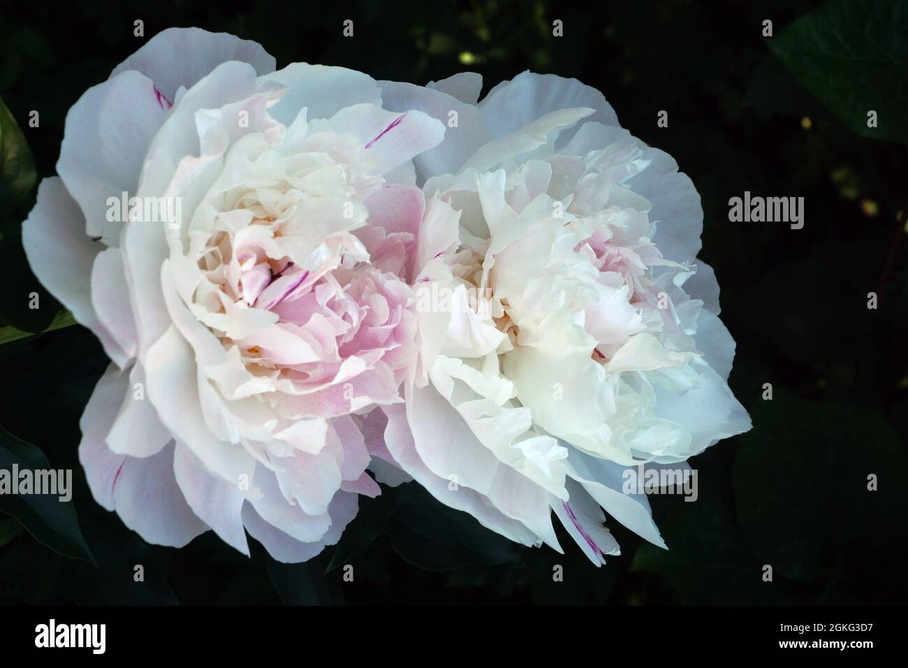 Paeonia Orchid Anne.  Double pink peony flower. Paeonia lactiflora (Chinese peony or common garden peony). Two flowers. Stock Photo