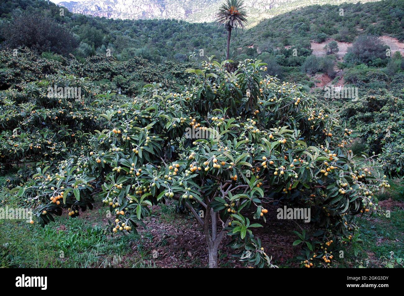 The loquat (Eriobotrya japonica) large evergreen shrub or tree Stock Photo