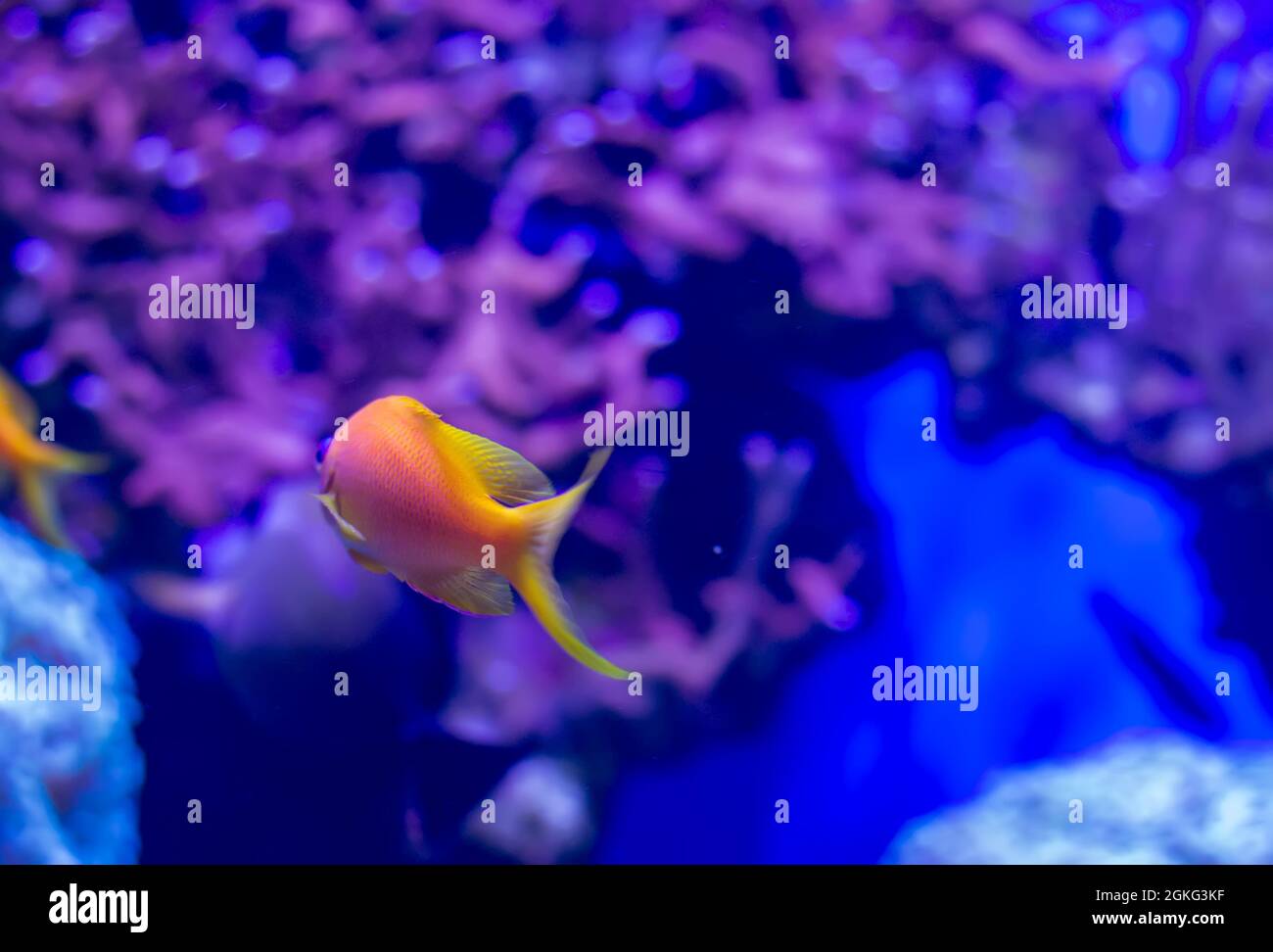 Common Goldfish (Carassius auratus) in aquarium shot from the back with purple background Stock Photo