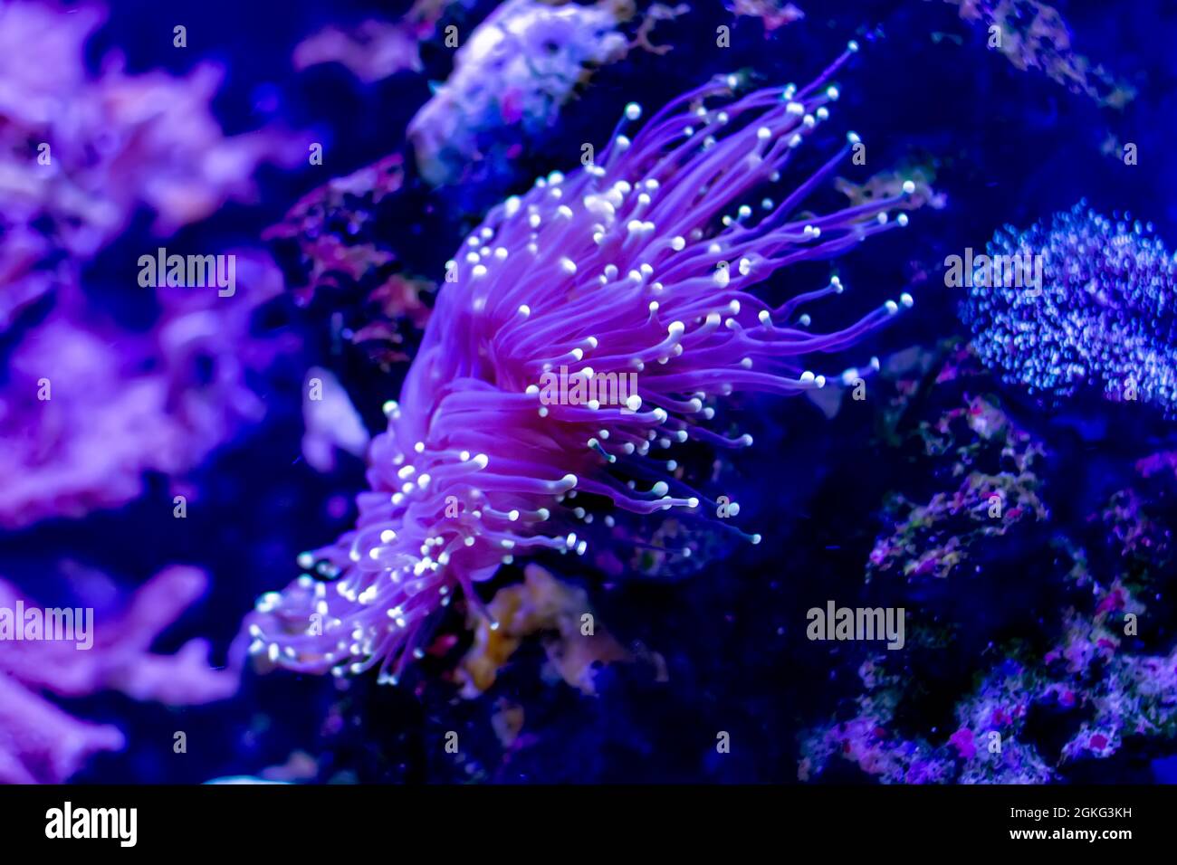 Purple neon Euphyllia glabrescens or Torch coral in closeup scene Stock Photo