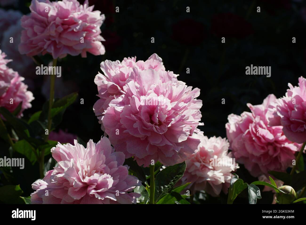 Pink double peonies on a dark background. Peony  The Fawn. Double pink peony flower. Beautiful pink peony blooms in the garden. Stock Photo