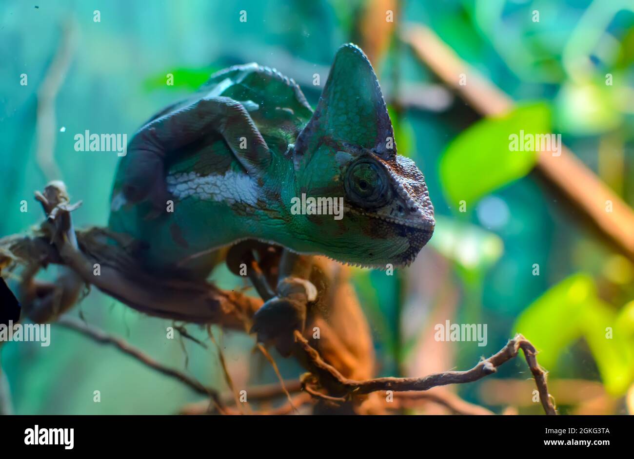 Common chameleon or Mediterranean chameleon (Chamaeleo chamaeleon) sitting on a tree branch Stock Photo