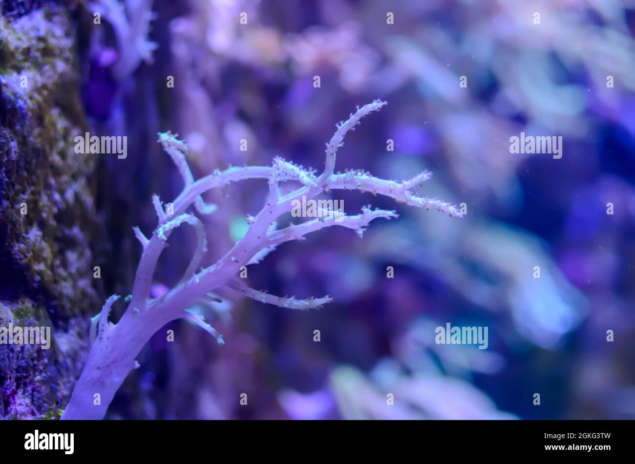 Tree-like coral under water in blue light Stock Photo