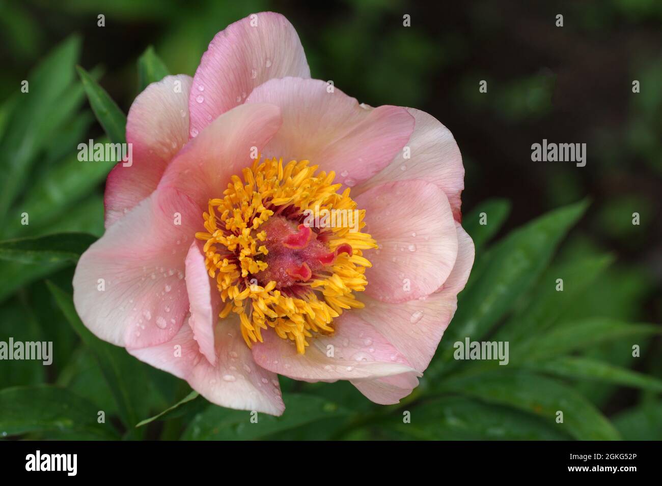 Paeonia Nosegay. Pink peony flower. Beautiful pink peonies in the garden. Horizontal photo. Stock Photo