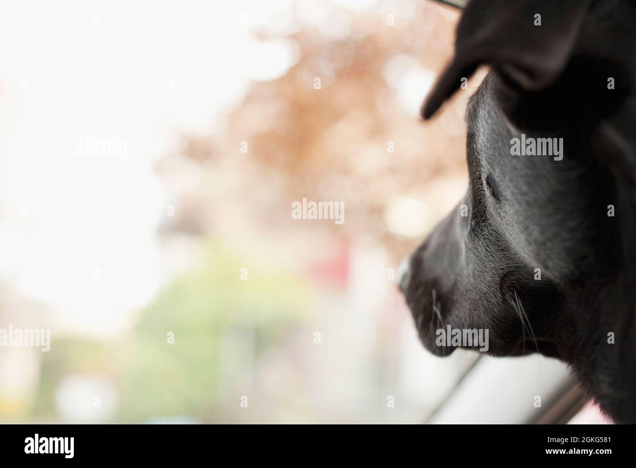 Large black dog looking out of vehicle windshield. Stock Photo