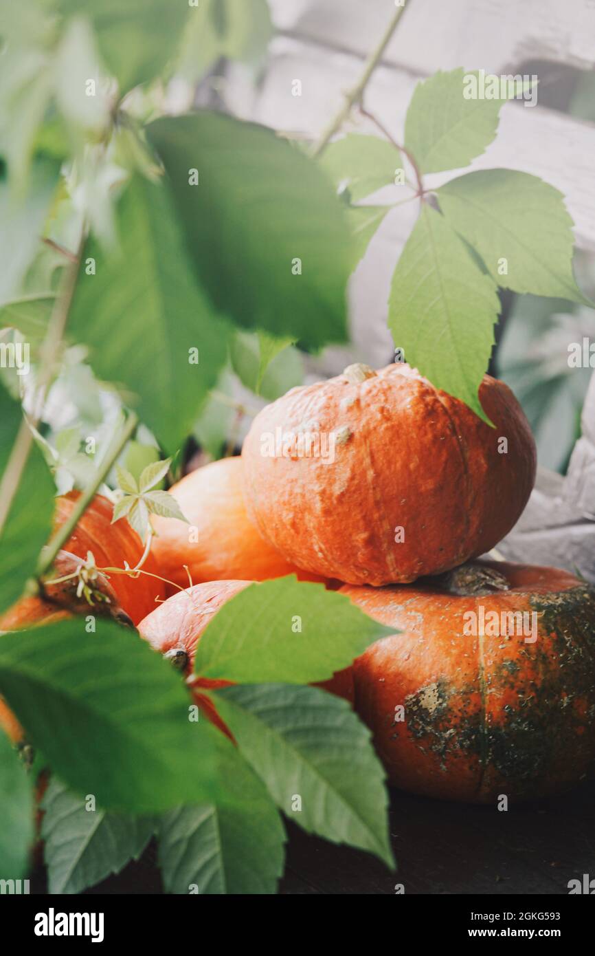 Autumn harvest. Orange pumpkins in nature background with sunshine. Concept of Thanksgiving day or Halloween. Autumn vegetables and seasonal concept. Stock Photo