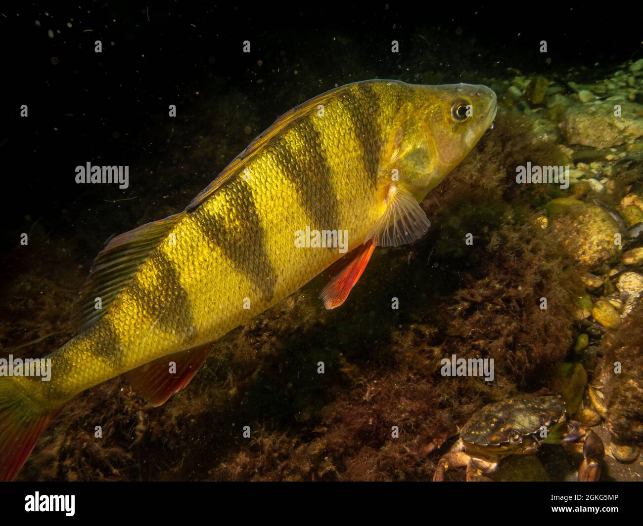 A close-up picture of a European perch, Perca fluviatilis, in cold Northern European waters. Black ocean background Stock Photo
