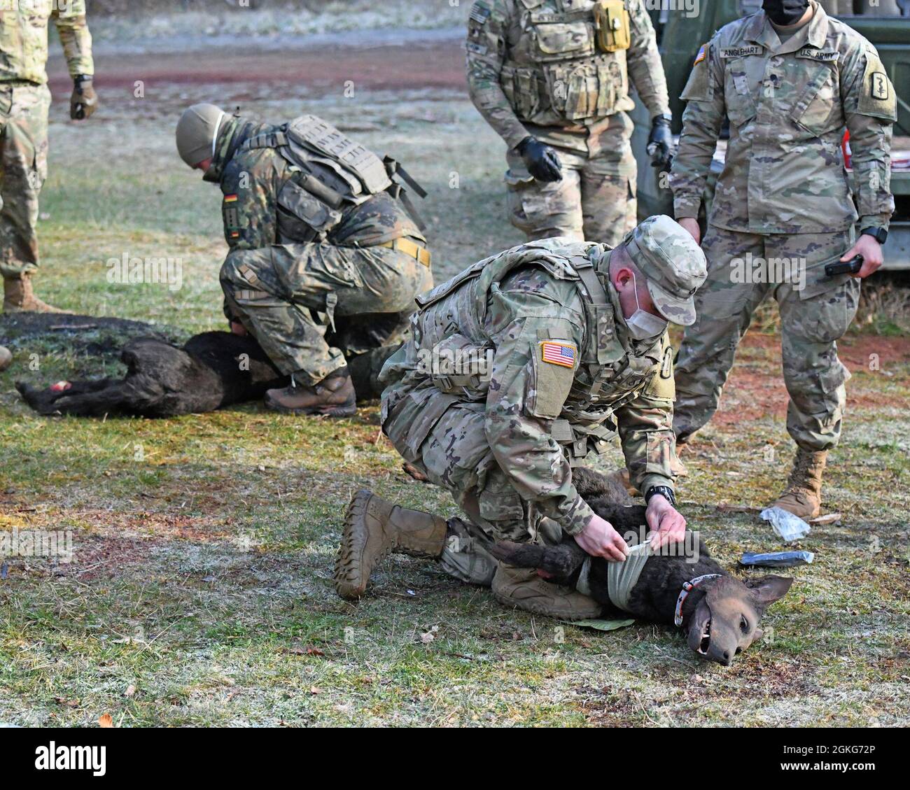 U.S. Army and German (Bundeswehr) Soldiers triages simulated wounded military working dogs during a K-9 Tactical Combat Casualty Care Short Course in Baumholder, Germany April 14, 2021 . The 64th MED DET hosted a three day course that taught handlers and medics MWD life saving techniques and procedures. Stock Photo