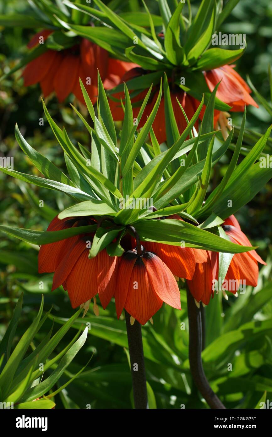 Fritillaria imperialis (crown imperial, imperial fritillary or Kaiser's crown) is a species of flowering plant in the lily family. Vertical photo. Stock Photo