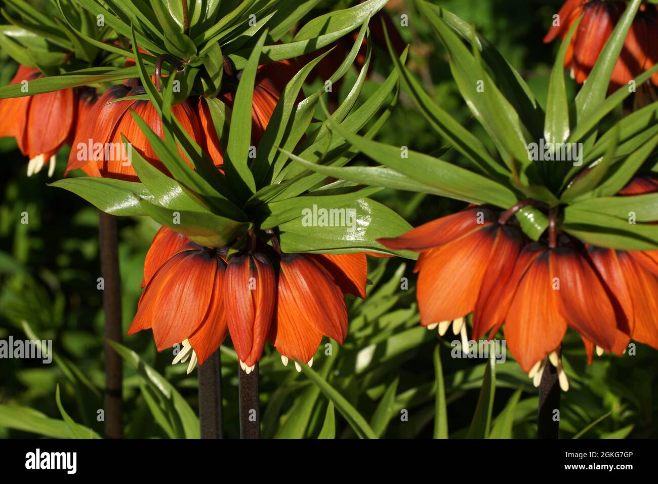 Fritillaria imperialis (crown imperial, imperial fritillary or Kaiser's crown) is a species of flowering plant in the lily family. Stock Photo