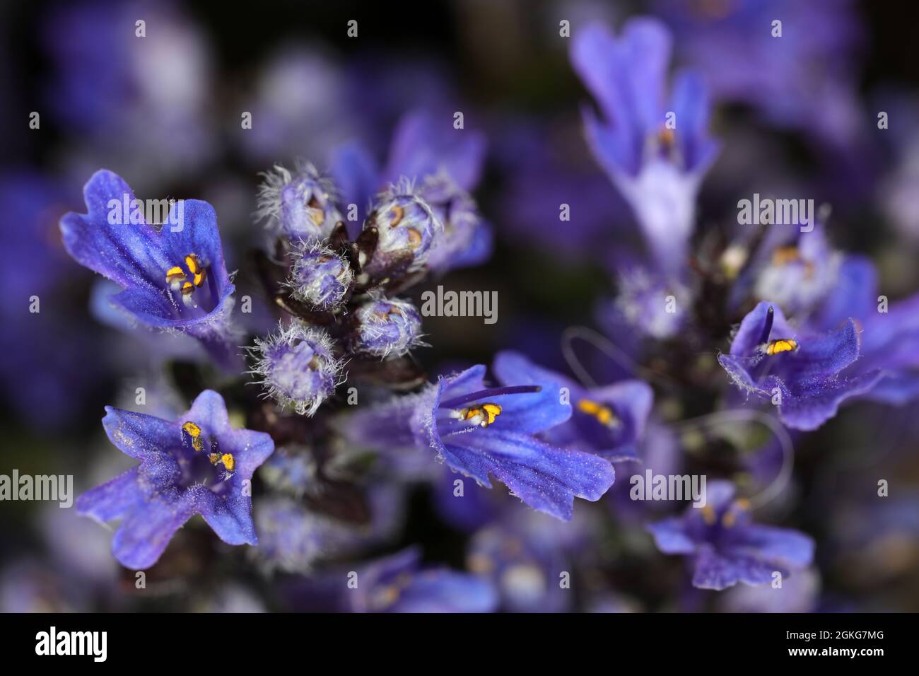 Blue bugle - Ajuga reptans - Lamiaceae Stock Photo
