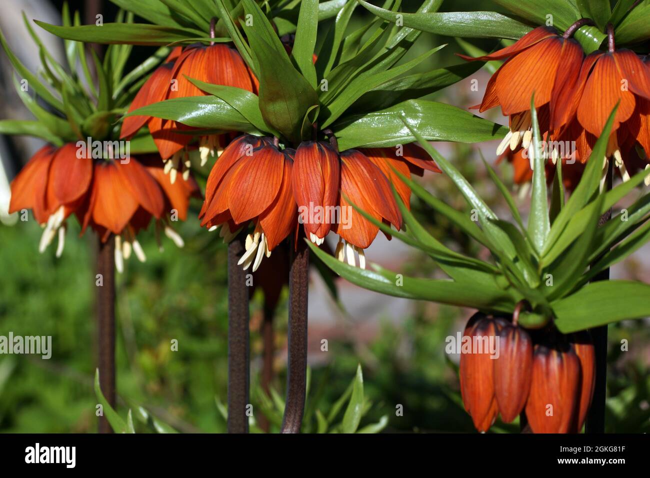 Fritillaria imperialis (crown imperial, imperial fritillary or Kaiser's crown) is a species of flowering plant in the lily family. Stock Photo