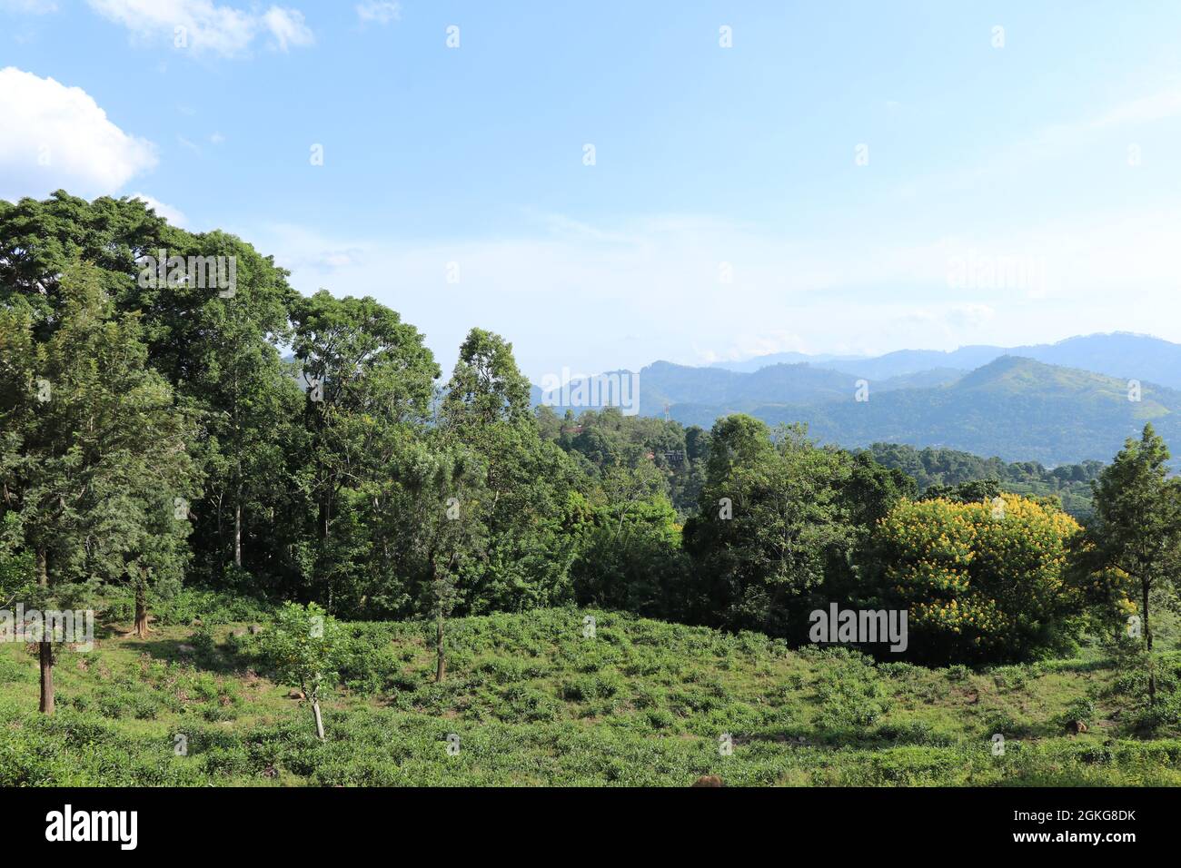 Outdated Tea Lands Abandoned part of a tea estate and beautiful flowering tree Stock Photo ...