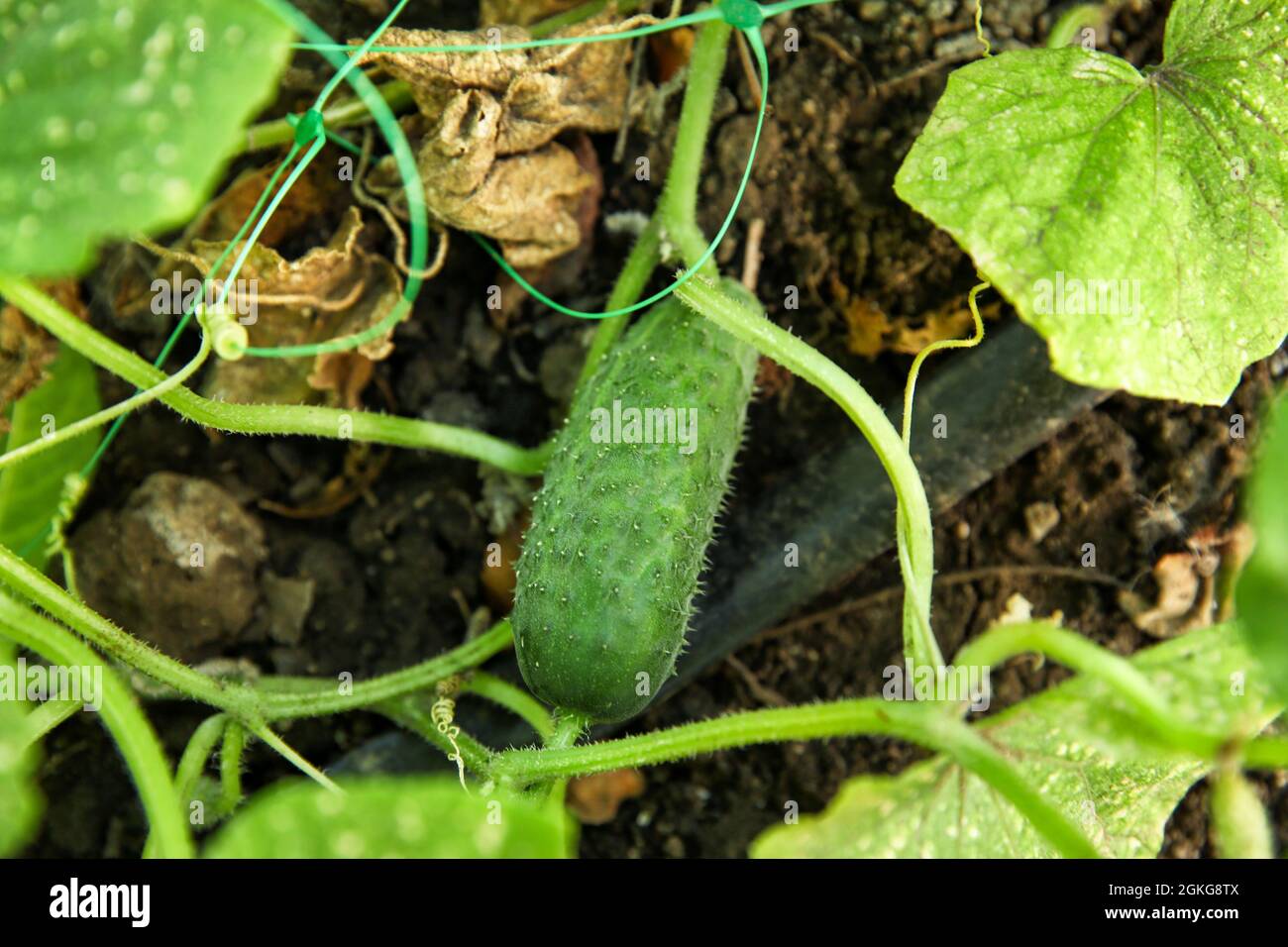 Bush with unripe cucumber in garden Stock Photo Alamy