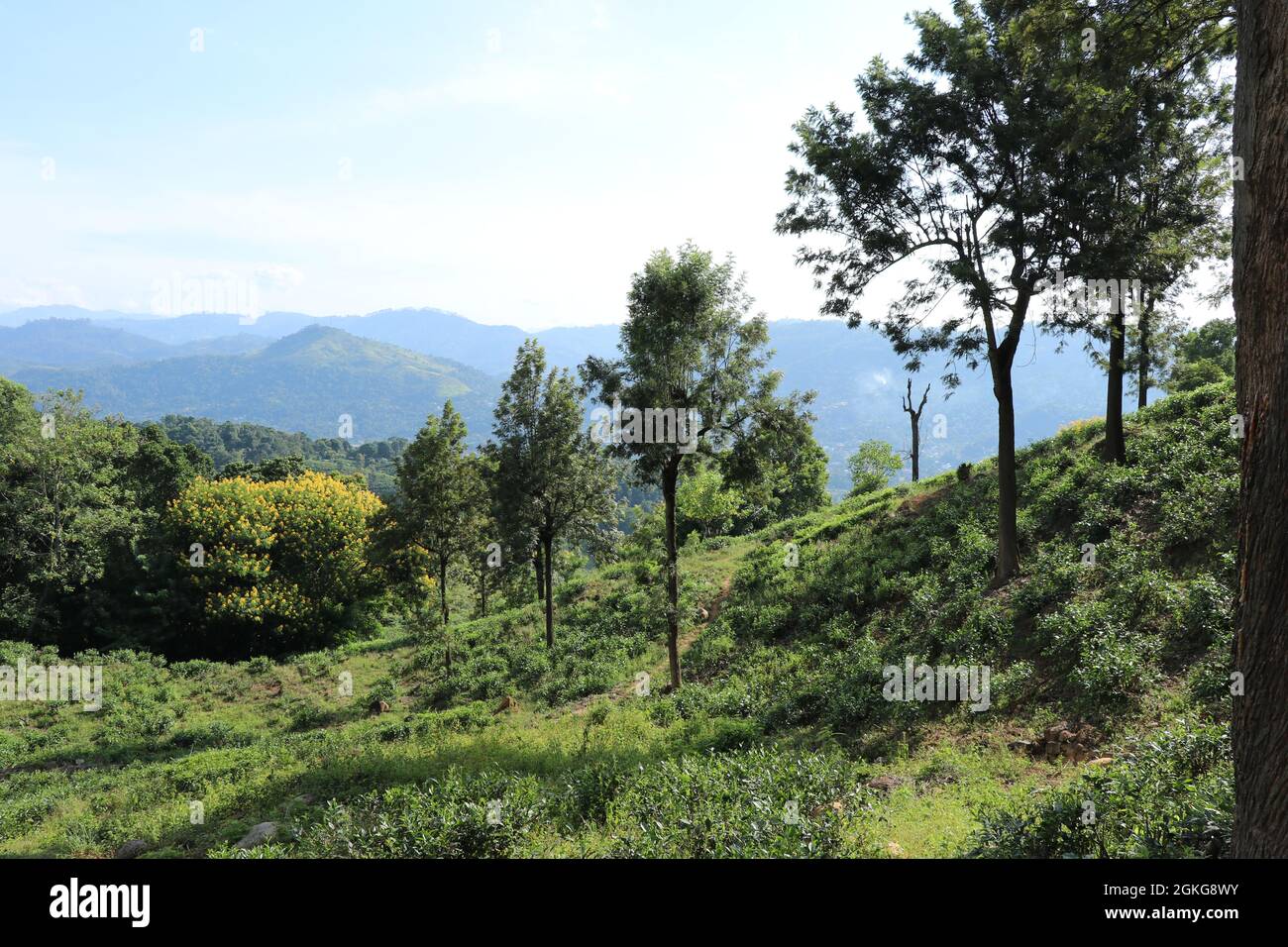 Outdated Tea Lands The landscape of abandoned tea estate in the evening Stock Photo - Alamy