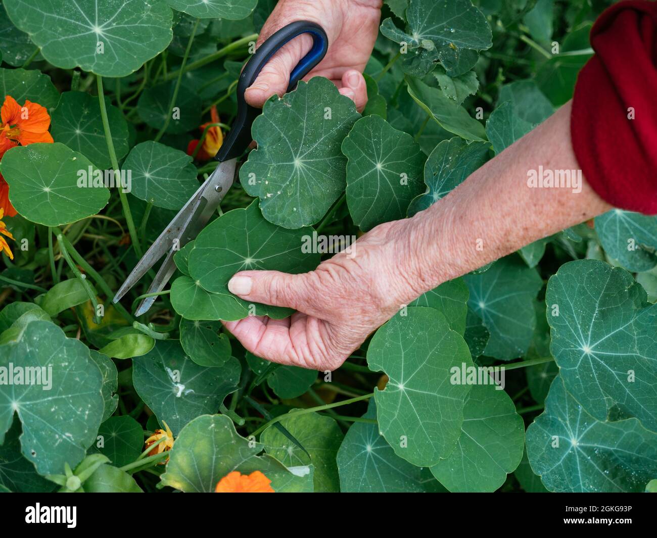 Harvesting Nasturtium Leaves and flowers as food. Stock Photo