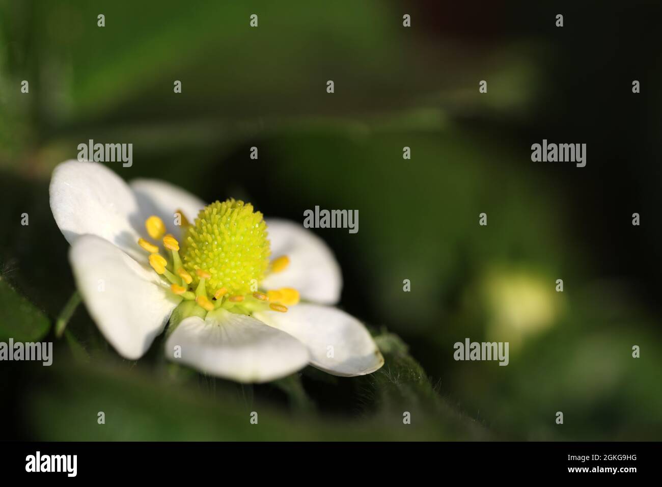 Flower of wild strawberry - Fragaria vesca - Rosaceae Stock Photo