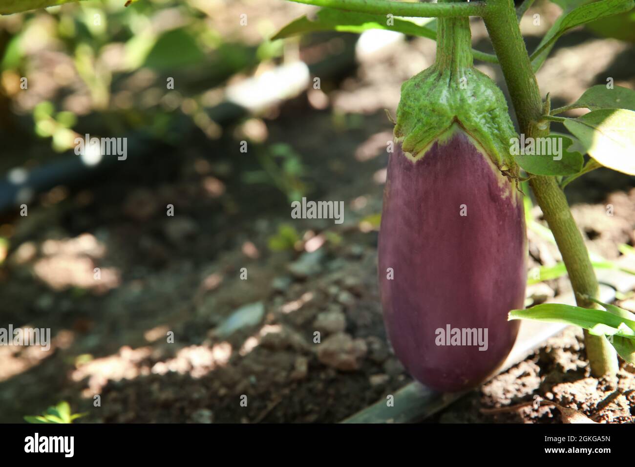 Bush with unripe eggplant in garden Stock Photo Alamy