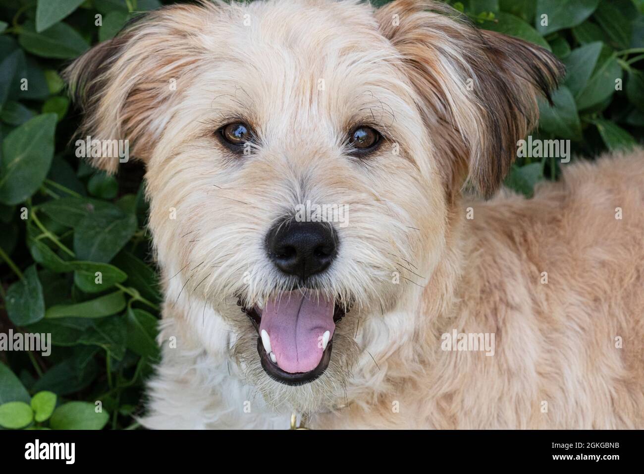 Mixed-breed dog, looking at camera Stock Photo