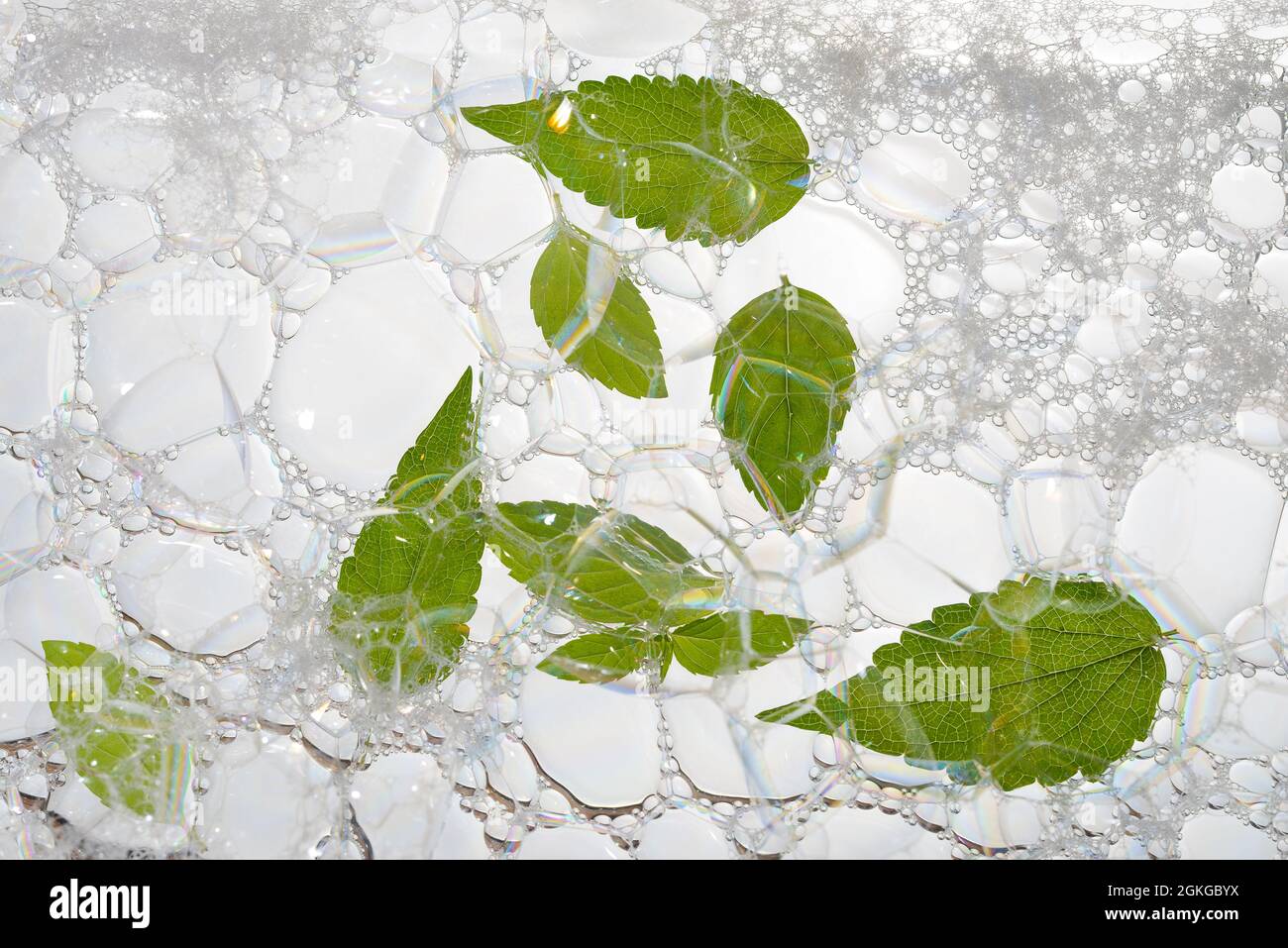 Mint leaves on soap foam background. Flat lay, top view. Stock Photo